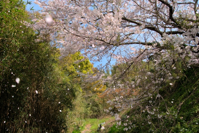 開花が待ちきれない 関東近郊 インスタ映えする桜スポット 撮影テク