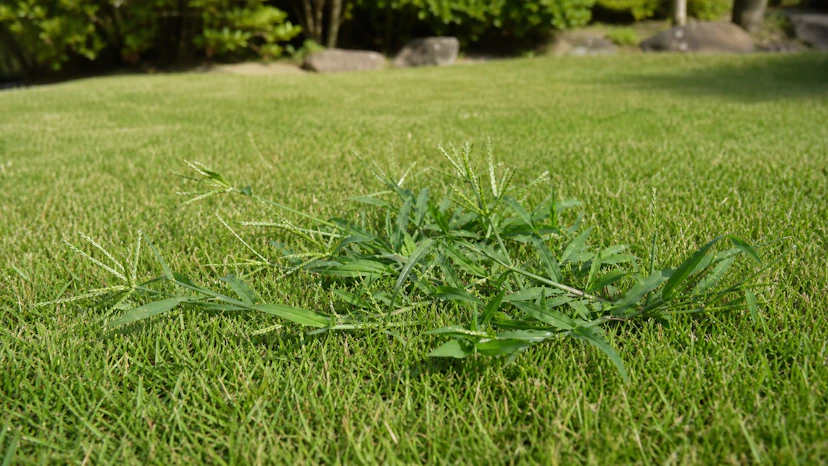 芝生のメヒシバ対策|見分け方と夏の駆除