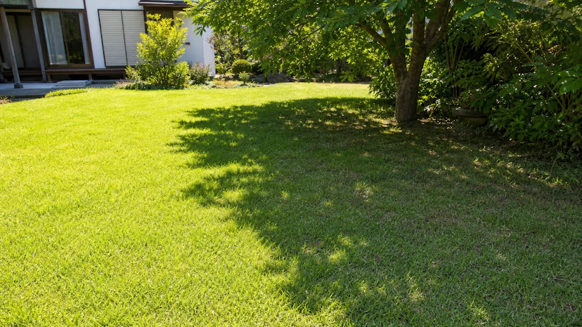 同じ庭で日なたは密に育ち、木陰では芝が薄くなった夏の芝生