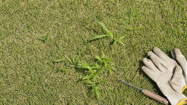 夏の芝生の除草剤|高温・乾燥時にラベルを確認する理由