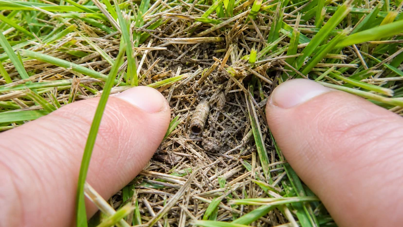 芝を指でかき分けて確認したサッチ層の筒状の巣