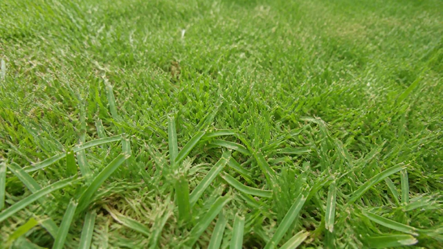 芝刈り後、葉先が白くギザギザ…|芝生が教える“刃を研ぐサイン”