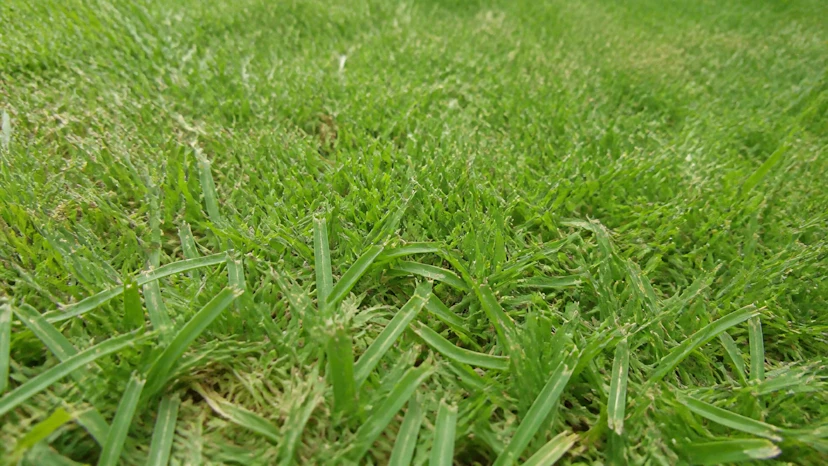芝刈り後、葉先が白くギザギザ…|芝生が教える“刃を研ぐサイン”