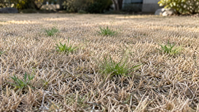 芝生のスズメノカタビラ対策|見分け方・抜く時期・除草剤
