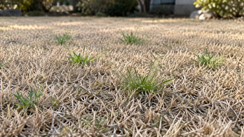 芝生のスズメノカタビラ対策|見分け方・抜く時期・除草剤