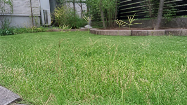 芝生の穂は芝の花？見分け方と刈り方｜端の茶色・小さな穴も