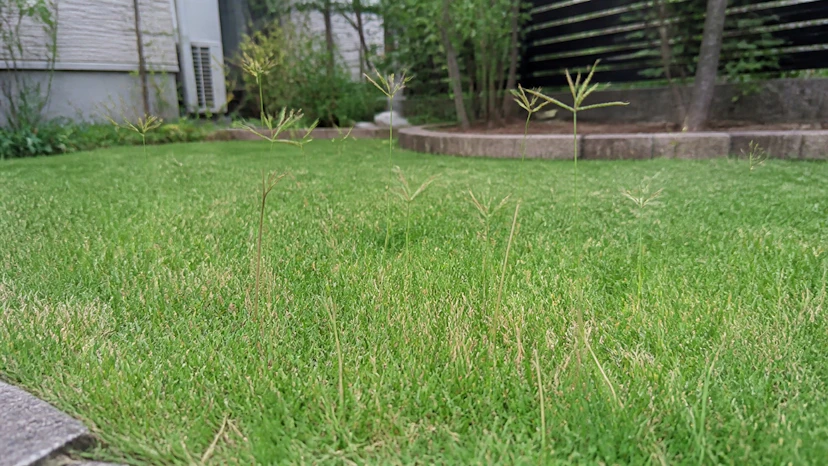 芝生に穂が出た！枯れた？雑草？｜芝の花を見分ける前に知りたいこと
