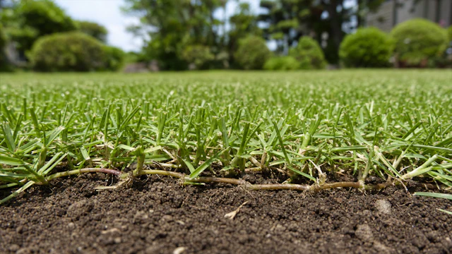 芝はなぜ刈っても枯れない？｜成長点の位置と刈高の関係