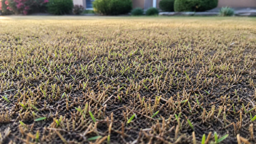 軸刈り後の茶色い茎の間から新しい緑の葉が伸び始めた高麗芝