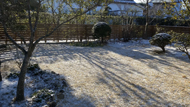 1月の芝生の手入れ|霜柱・乾燥・雪の日と冬雑草【地域別】