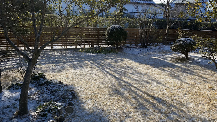 1月の芝生の手入れ|霜柱・乾燥・雪の日と冬雑草【地域別】