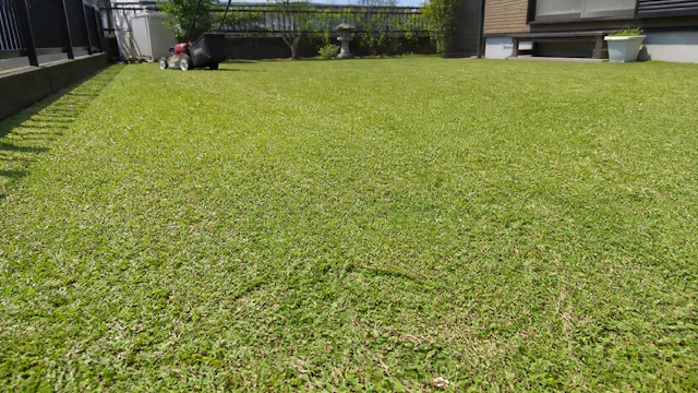 芝刈り後のいい香り、正体は?|芝生が出す“青葉の香り”を観察する