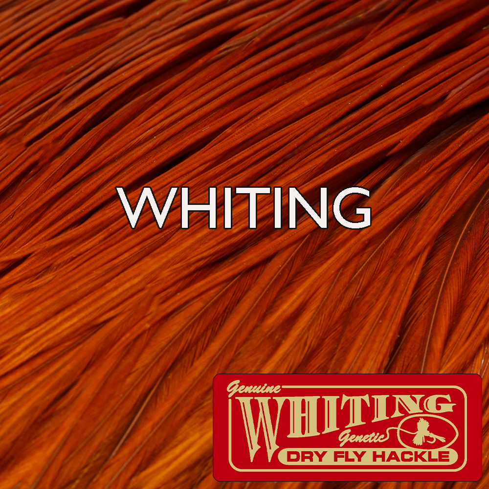 Whiting ホワイティング | マーヴェリック / Maverick