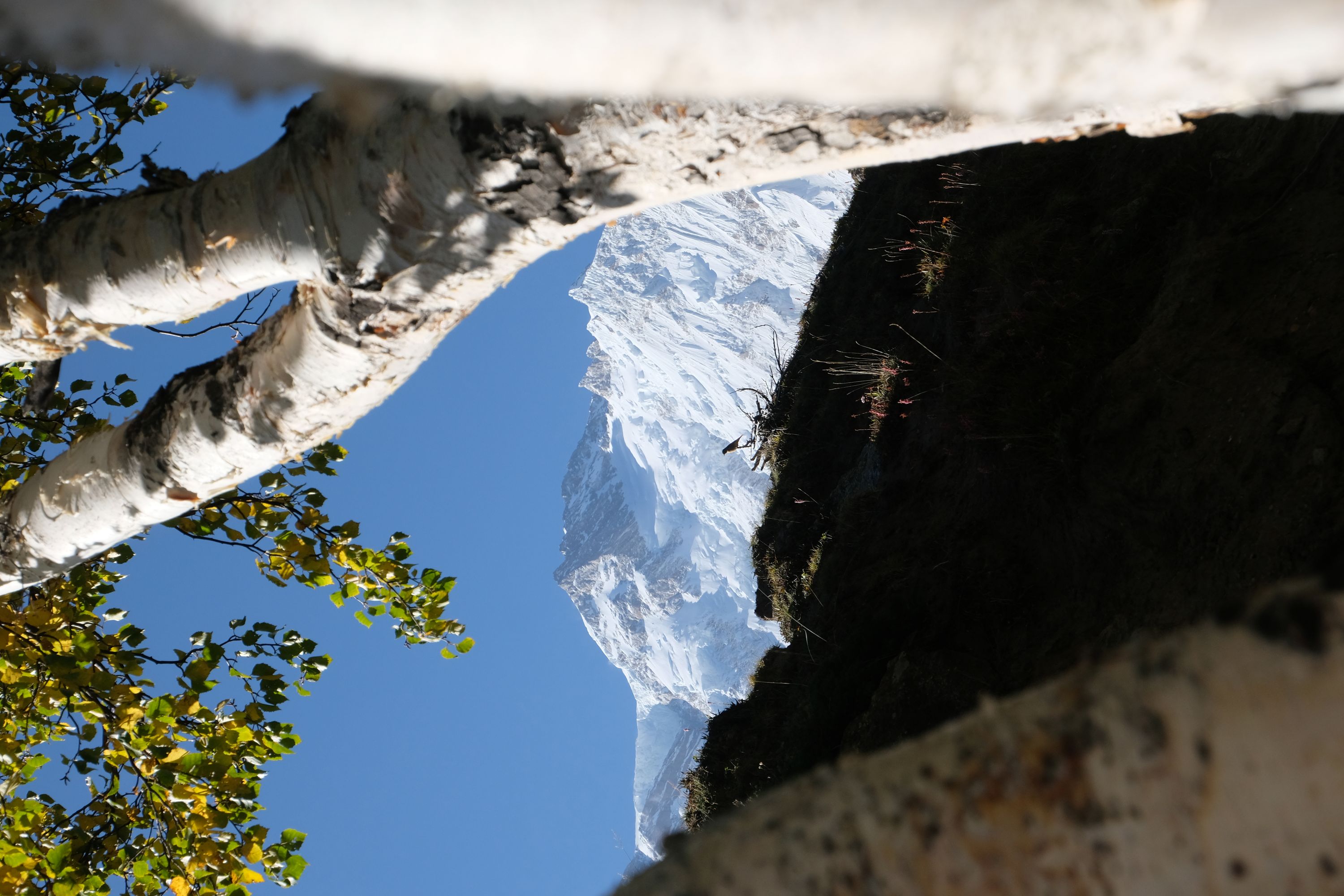 パキスタン フェアリーメドウ