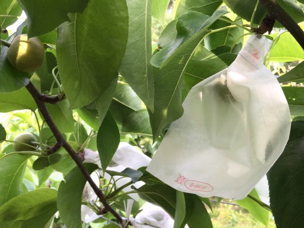 現在当園では袋かけと本摘果をやっております。…