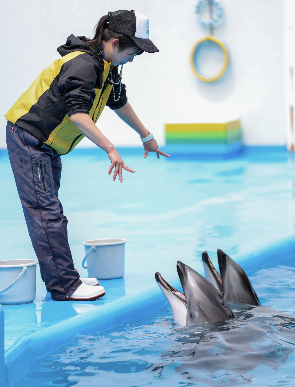 県外の施設に避難していたイルカは昨年末に戻り、体調観察しながらトレーニングを実施