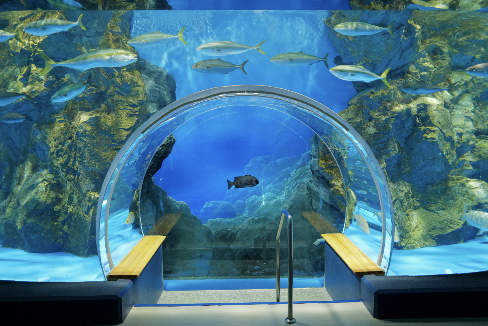 「のと海遊回廊」では魚群を間近に感じられる空間、観察ドームも人気