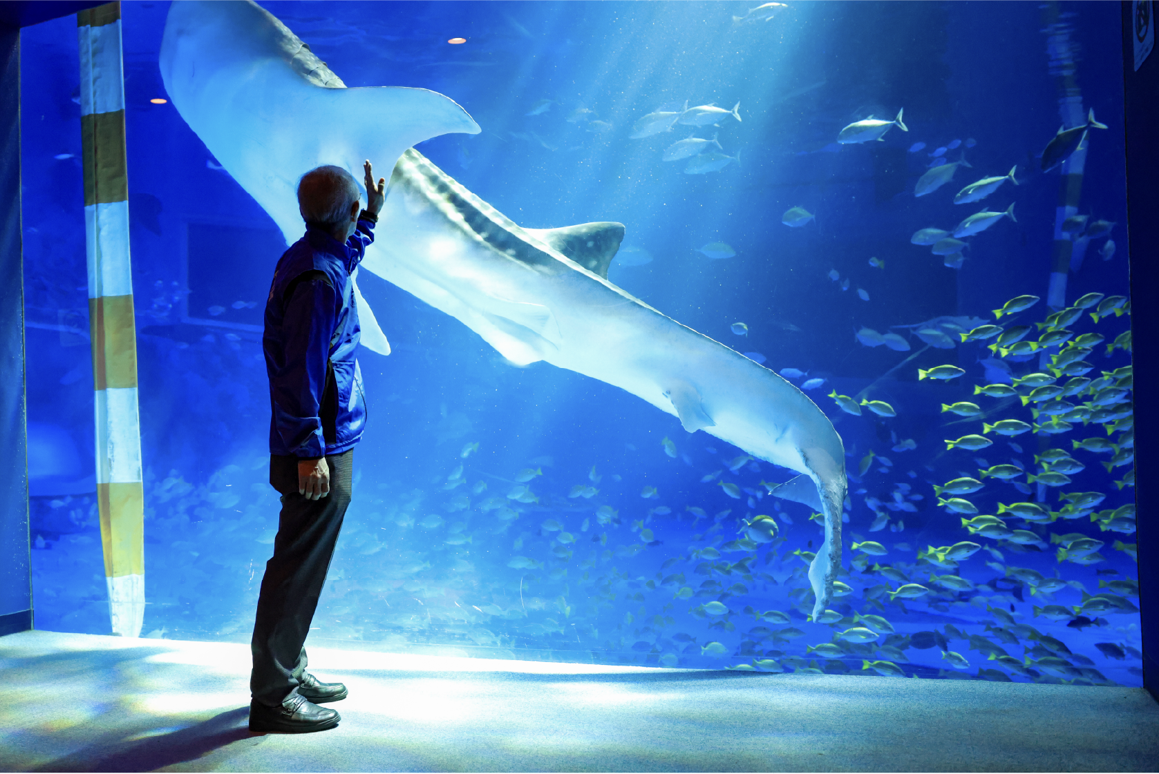 水族館目玉の巨大水槽を優雅に泳ぐジンベエザメは昨年10月11日に新たに仲間入り。 「またジンベエザメが見たい」というお客さまの声が一番多かったそう