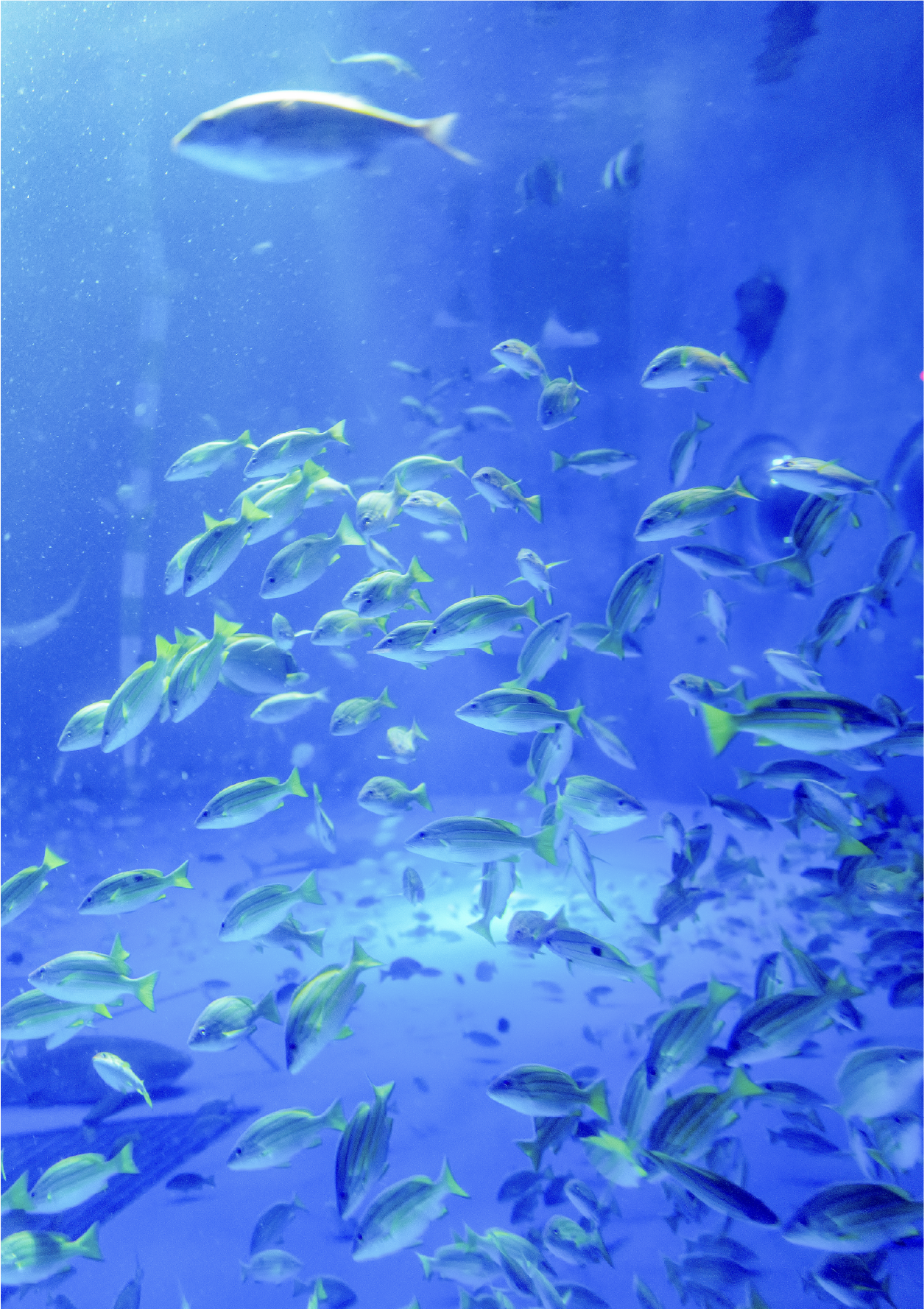 約90種4000匹が犠牲になったが、現在300種の生き物を展示。水流とは逆に泳ぎ続け、最後まで生き残った「奇跡のヒラマサ」の姿も！