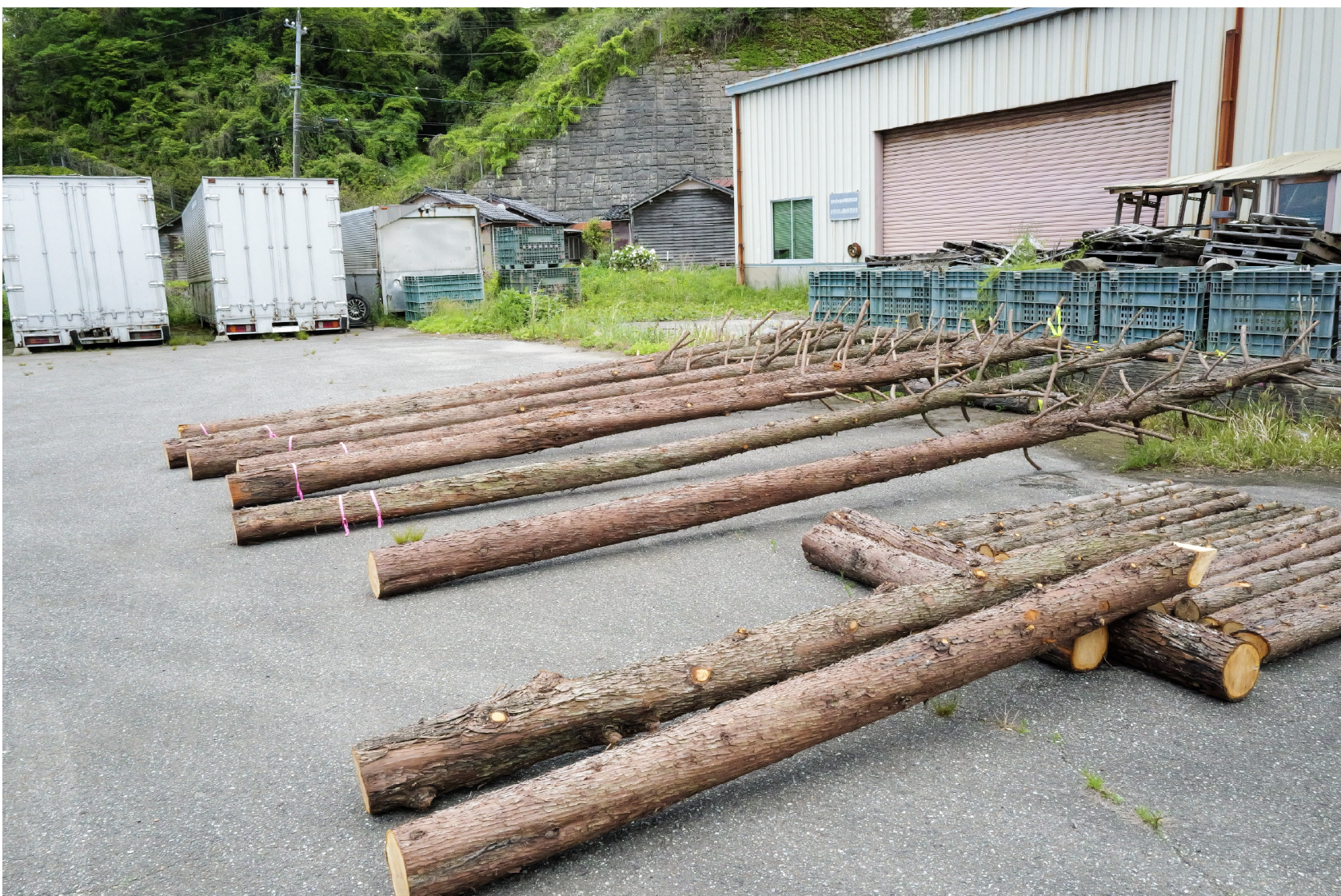 大松明の支柱。上方のいくつもの枝に乾燥させたヒバをくくりつけていく