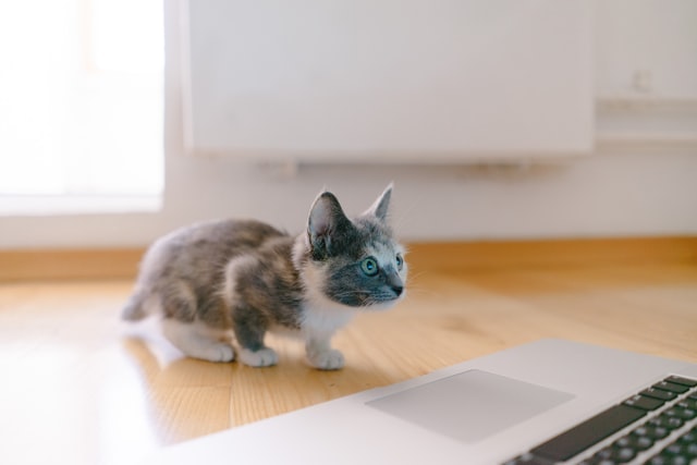 PCを見つめる子猫
