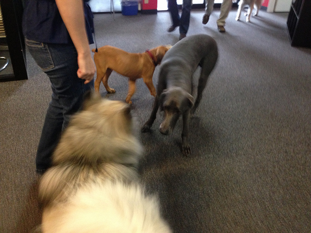グーグル アマゾン 職場に犬の持ち込みを許可することは 社内のコミュニケーションを活性化させる リーディング カンパニー株式会社