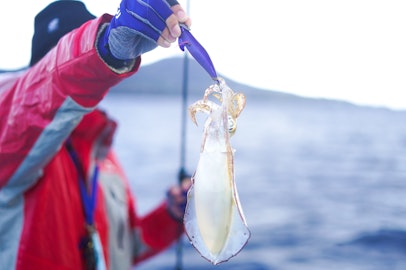 Taste the seafood of the Goto Islands! Fishing boat boarding and cooking experience