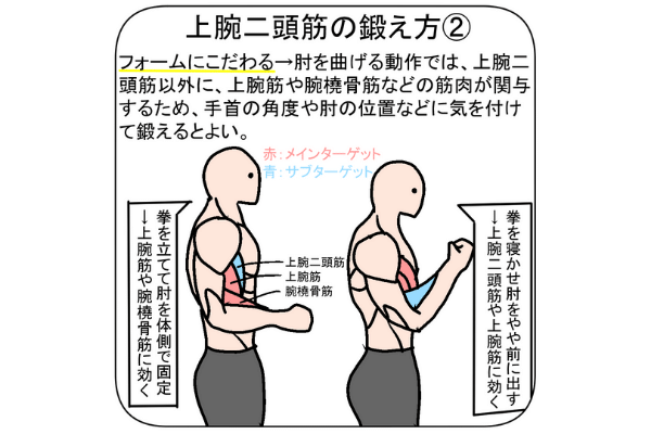 腕 上腕二頭筋 上腕三頭筋 の筋トレを現役トレーナーが解説