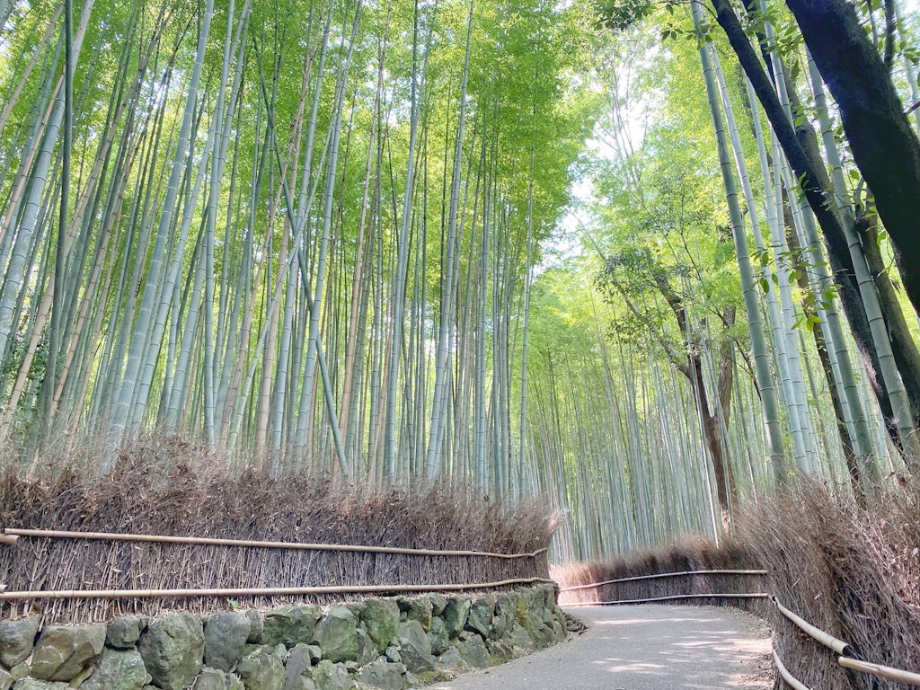 鯛匠 Hananaから竹林 絶景 渡月橋を回る嵐山観光コース Recotrip レコトリップ