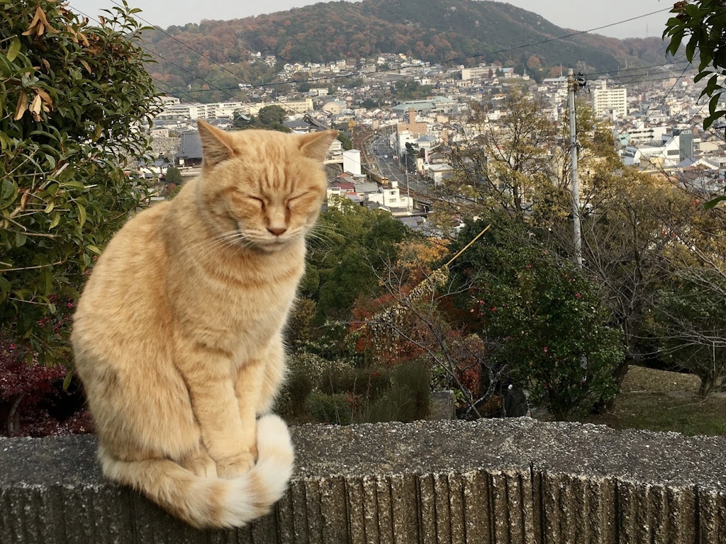 尾道観光におすすめの観光スポット モデルコース 可愛い猫 カフェ Recotrip レコトリップ