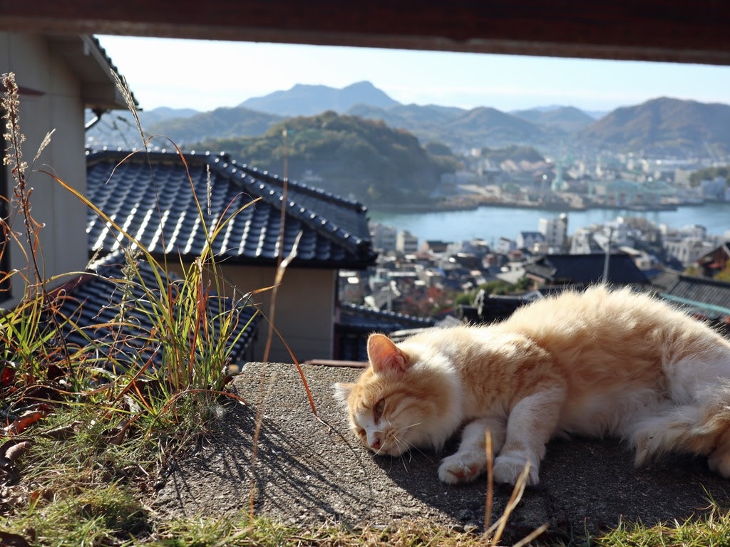 尾道観光 温泉に泊まって猫の細道と絶景を楽しむおすすめモデルコース Recotrip レコトリップ