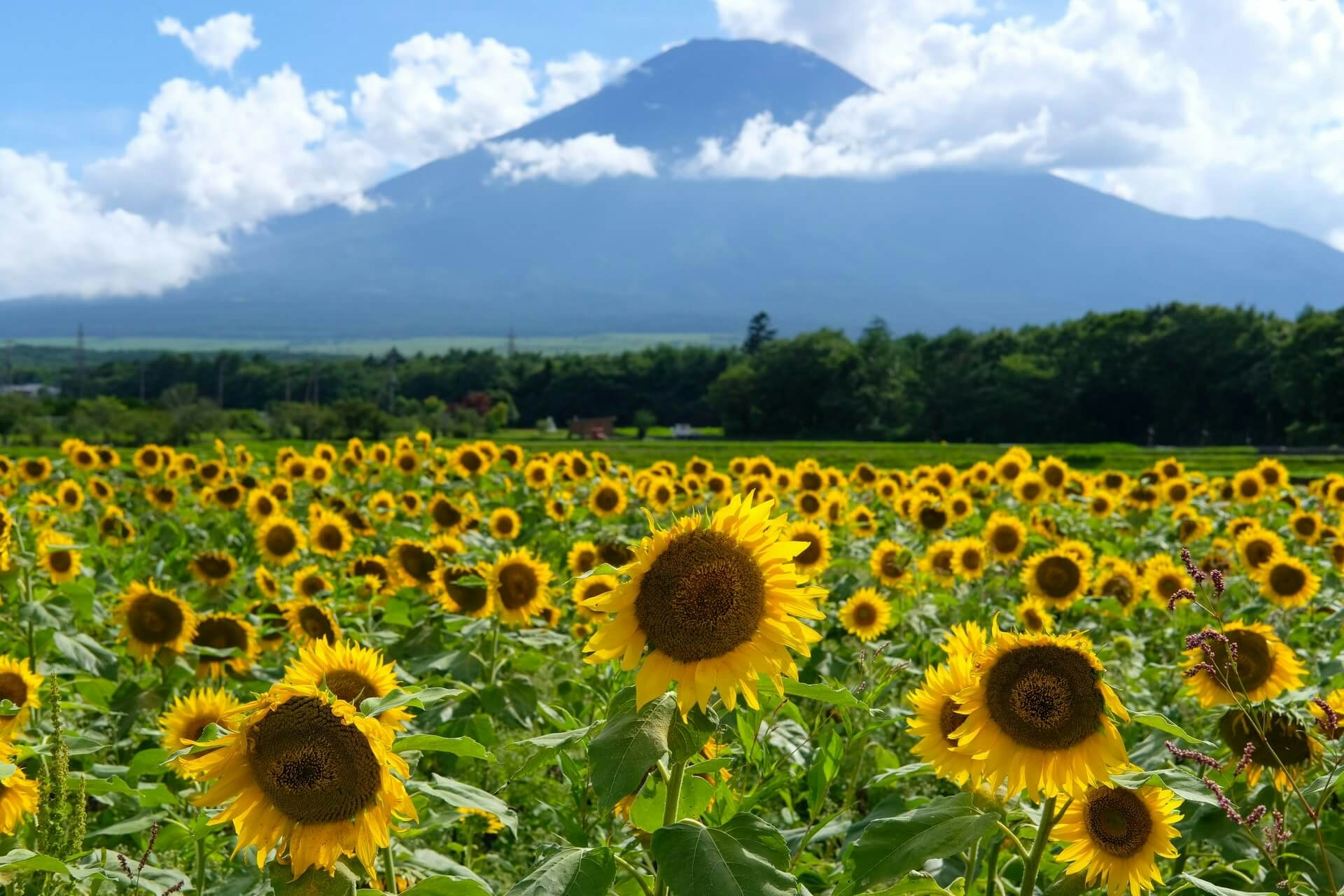 年版 山梨県の遊園地 テーマパークランキング Recotrip レコトリップ